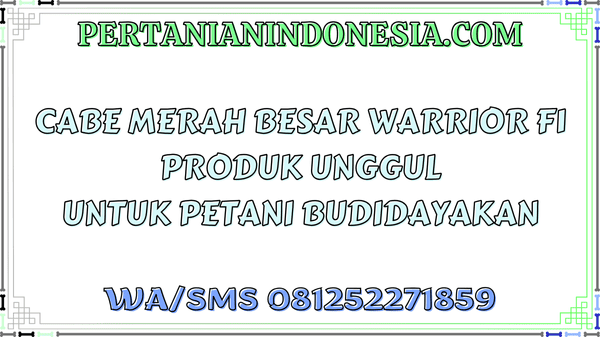 Cabe Merah Besar Warrior F1 Produk Unggul Untuk Petani Budidayakan